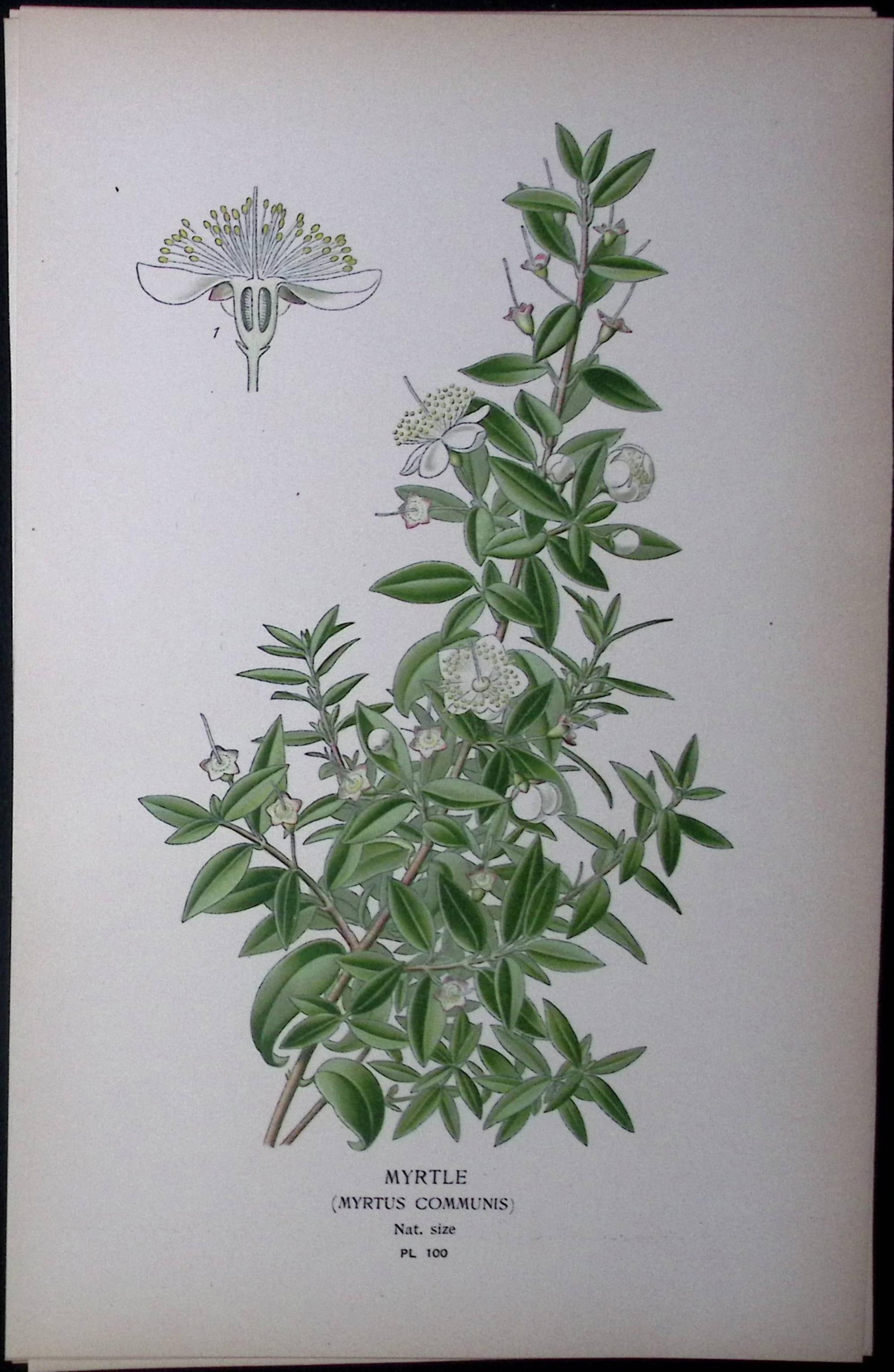 Myrtle Edward Step Rare Antique Botanical Book Plate-100: Title: Myrtle Edward Step Rare Antique Botanical Book Plate-100 Description: This Rare Beautiful Chromolithograph Was Removed from a Circa 1897 Antique Edition of. The Favourite Flowers of Garden and