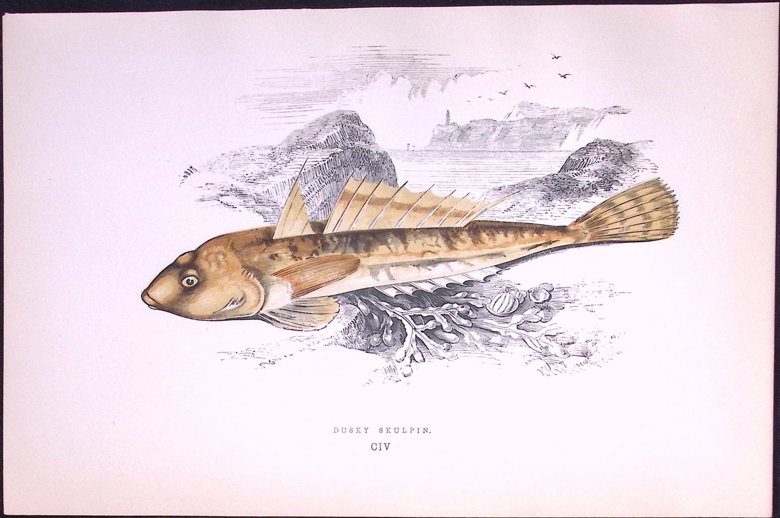 Dusky Skulpin Fish Antique 1877 J. Couch Woodblock Engraving-235: Title: Dusky Skulpin Fish Antique 1877 J. Couch Woodblock Engraving-235 Description: This Antique Original Coloured Woodblock Engraving Was Removed from An Edition of. History of The Fishes of The