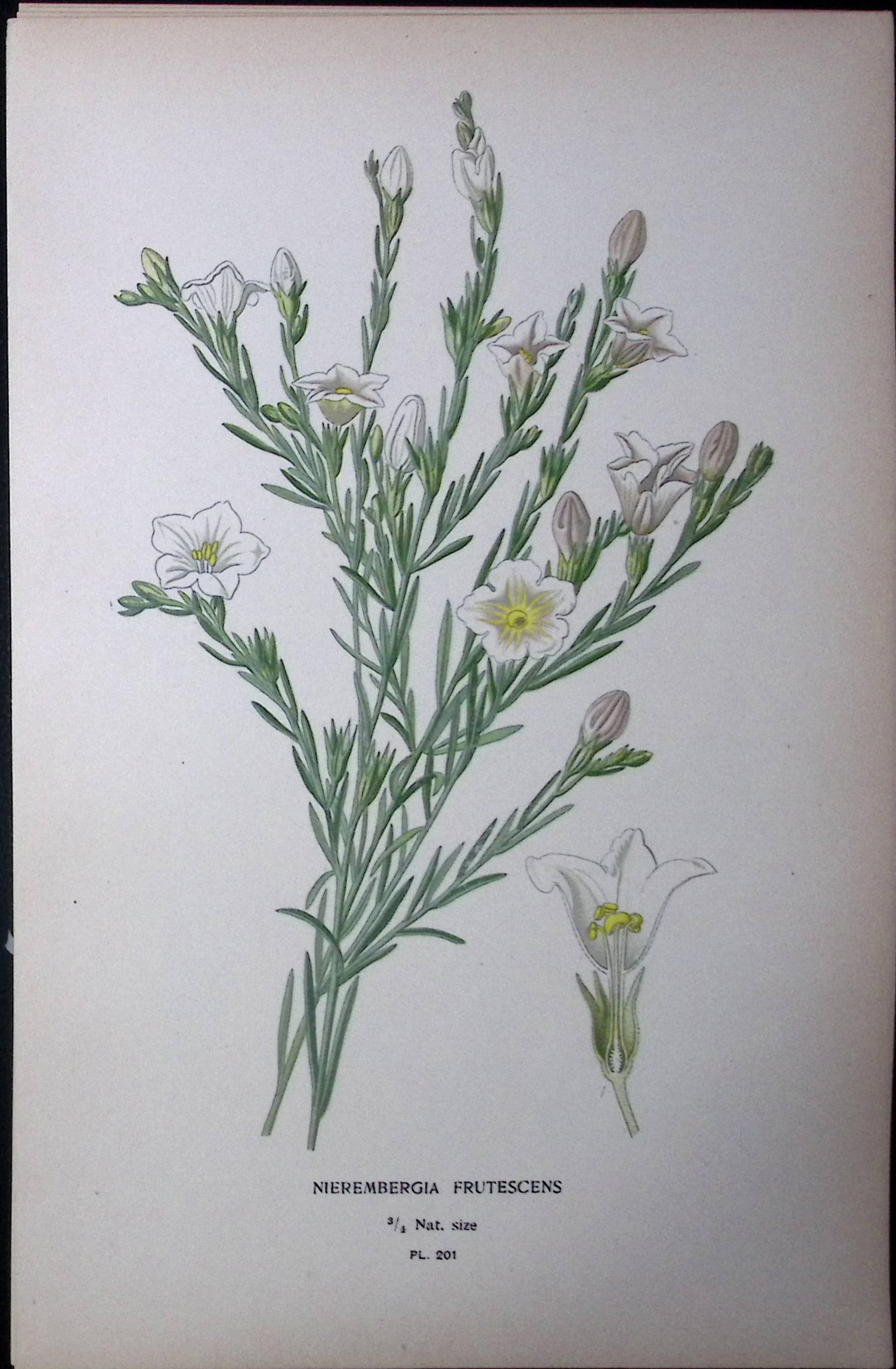 Broom Cup Flower Edward Step Rare Antique Botanical Book Plate-201: Title: Broom Cup Flower Edward Step Rare Antique Botanical Book Plate-201 Description: This Rare Beautiful Chromolithograph Was Removed from a Circa 1897 Antique Edition of. The Favourite Flowe