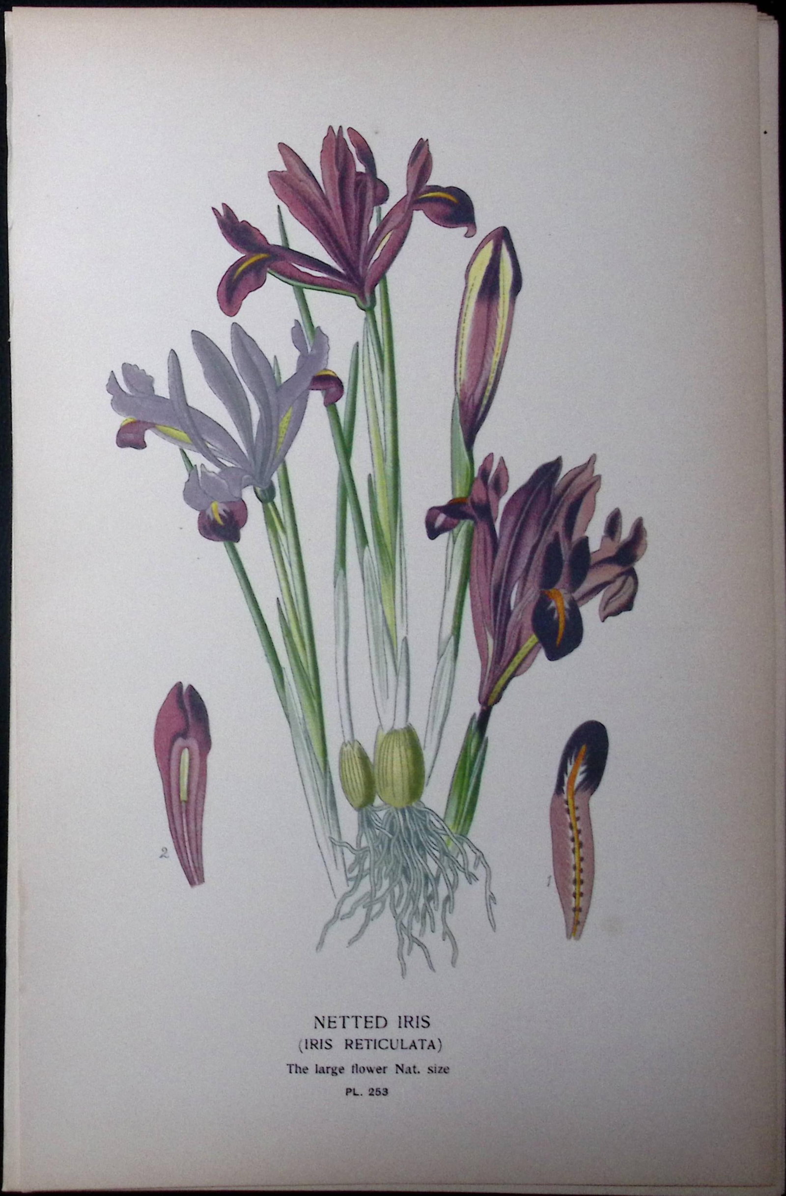 Nettled Iris Edward Step Rare Antique Botanical Book Plate-253: Title: Nettled Iris Edward Step Rare Antique Botanical Book Plate-253 Description: This Rare Beautiful Chromolithograph Was Removed from a Circa 1897 Antique Edition of. The Favourite Flow