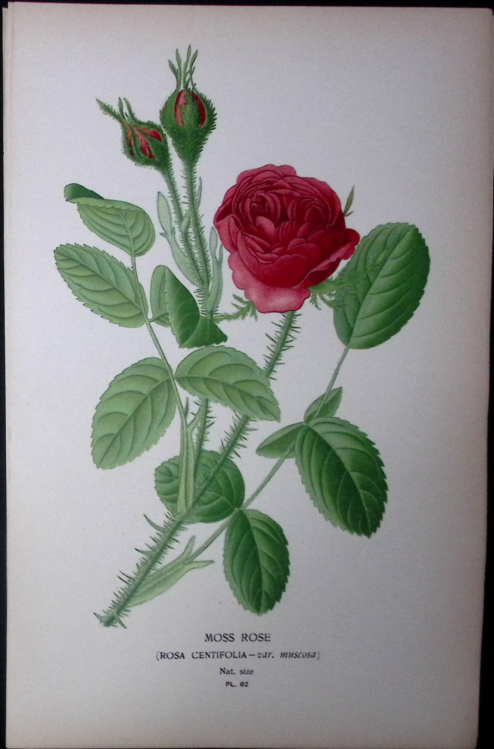 Moss Rose Edward Step Rare Antique Botanical Book Plate-82: Title: Moss Rose Edward Step Rare Antique Botanical Book Plate-82 Description: This Rare Beautiful Chromolithograph Was Removed from a Circa 1897 Antique Edition of. The Favourite Flowers