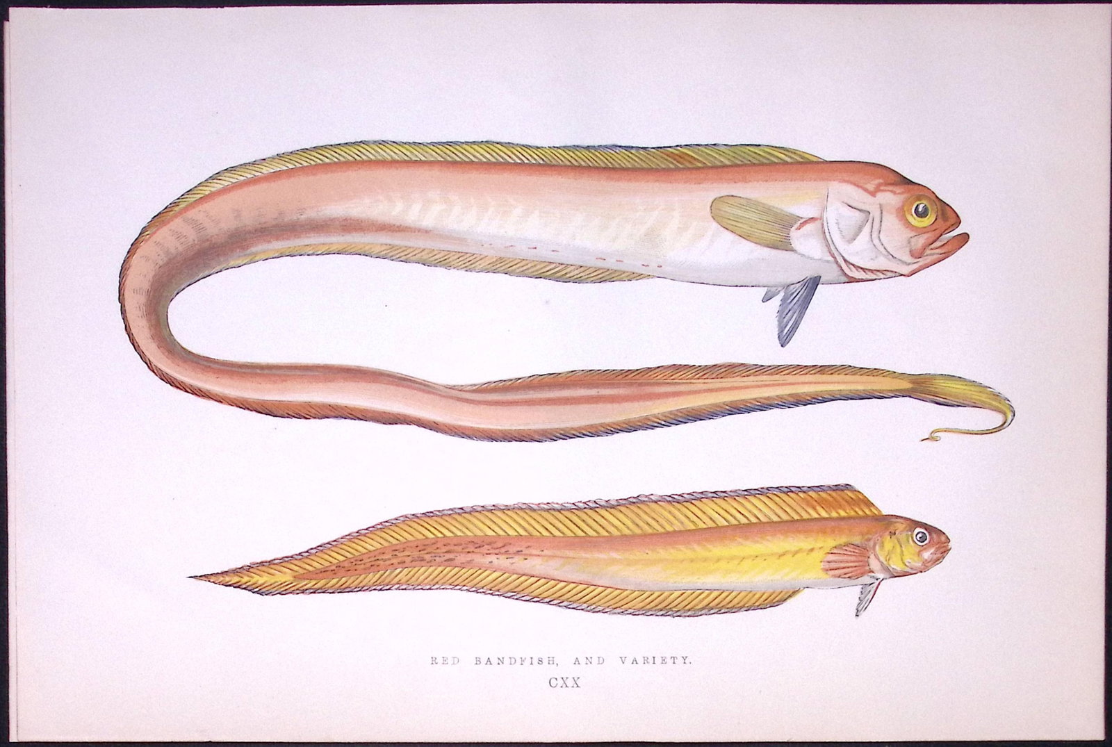Red Band Fish Antique 1877 J. Couch Woodblock Scarce Engraving-247: Title: Red Band Fish Antique 1877 J. Couch Woodblock Scarce Engraving-247 Description: This Antique Original Coloured Woodblock Engraving Was Removed from An Edition of. History of The Fis