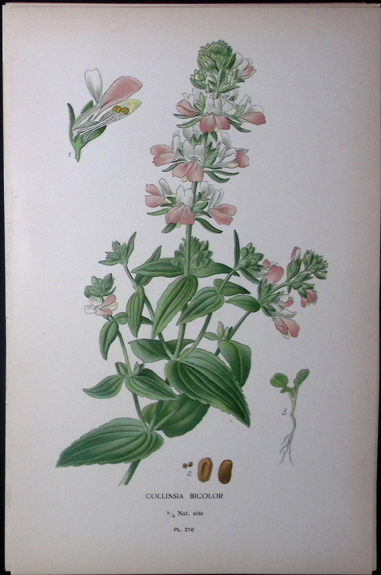 Chinese Houses Edward Step Rare Antique Botanical Book Plate-210: Title: Chinese Houses Edward Step Rare Antique Botanical Book Plate-210 Description: This Rare Beautiful Chromolithograph Was Removed from a Circa 1897 Antique Edition of. The Favourite Fl