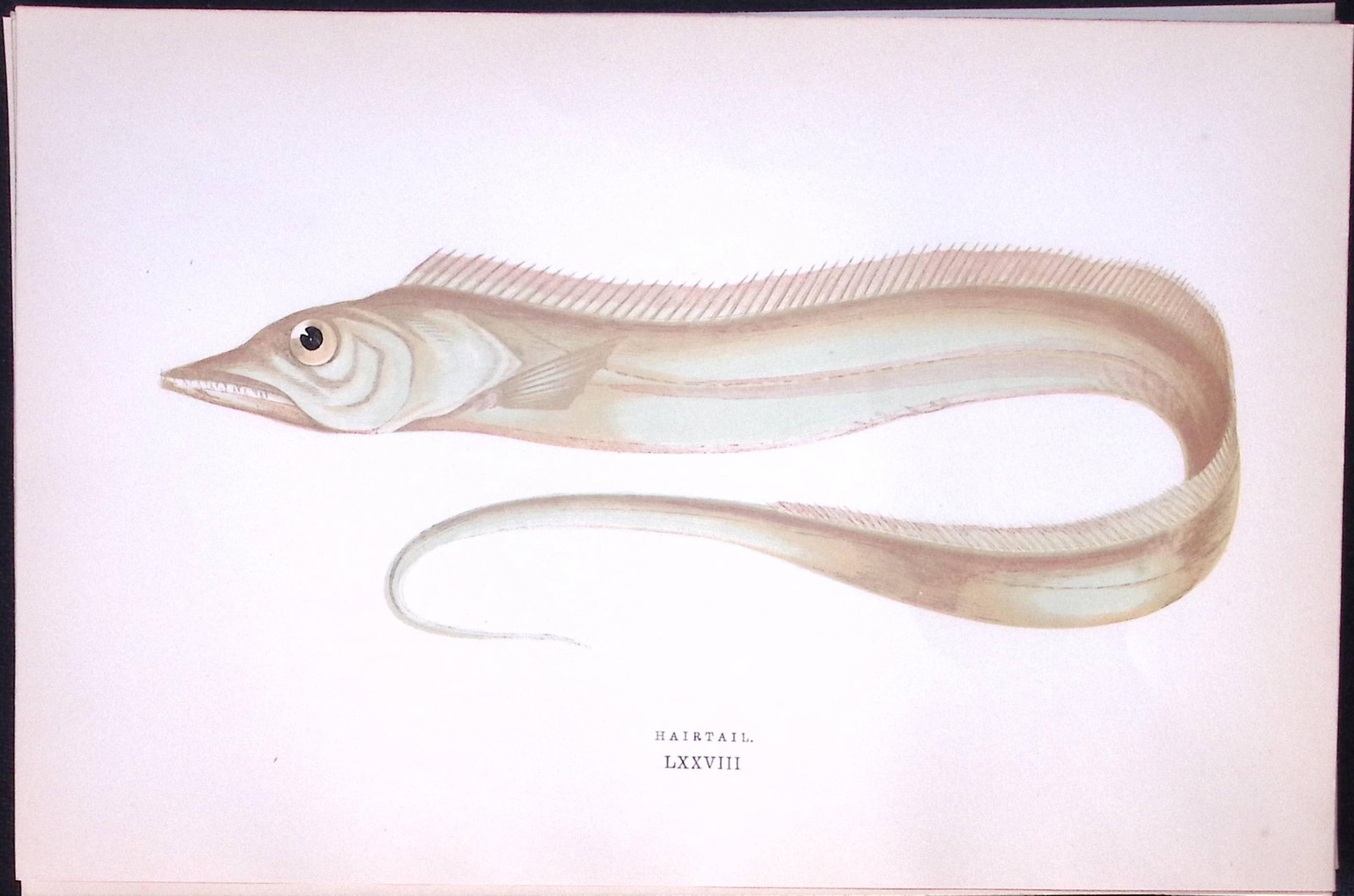 Hairtail Fish Scarce Antique 1877 J. Couch Woodblock Engraving-221: Title: Hairtail Fish Scarce Antique 1877 J. Couch Woodblock Engraving-221 Description: This Antique Original Coloured Woodblock Engraving Was Removed from An Edition of. History of The Fis