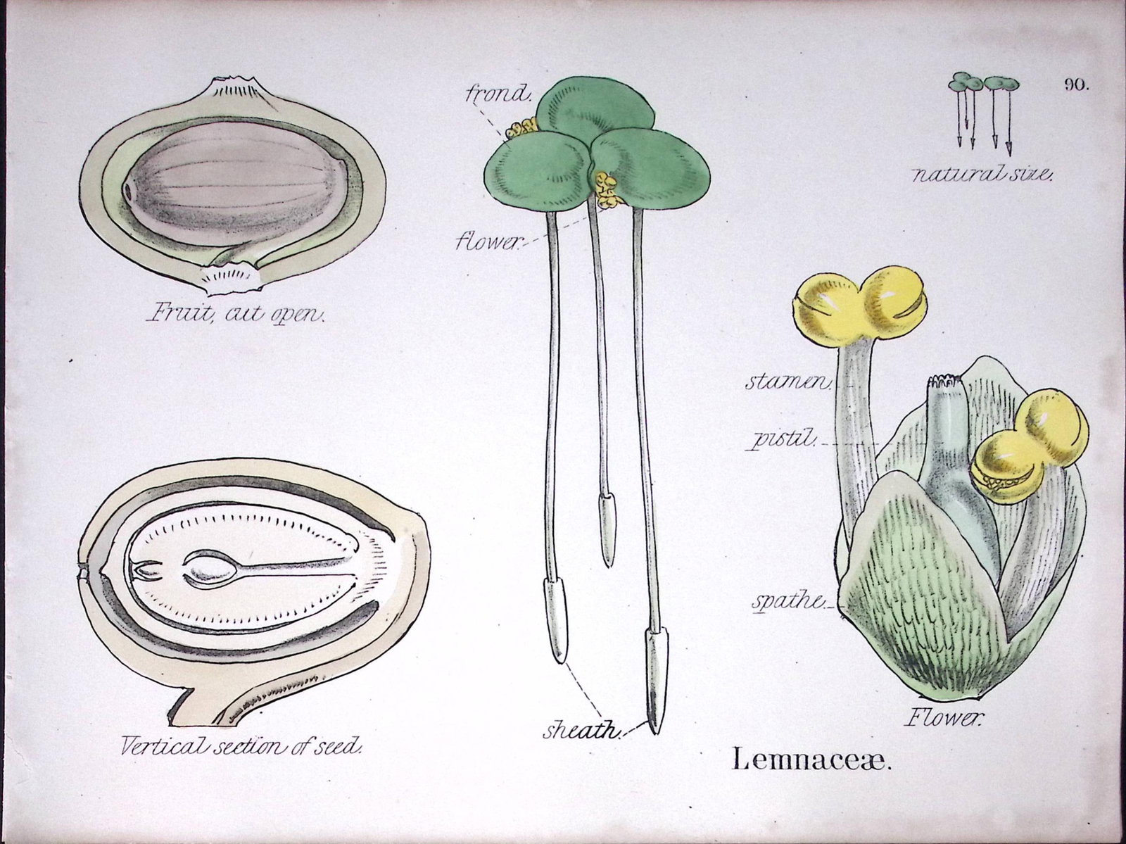 Duckweeds Botanical Flower Diagram Rare Antique First Edition Illustration-90: Title: Duckweeds Botanical Flower Diagram Rare Antique First Edition Illustration-90 Description: 150 Years-Old First Edition Hand-Coloured First Edition illustration by W. H. Fitch with Supp