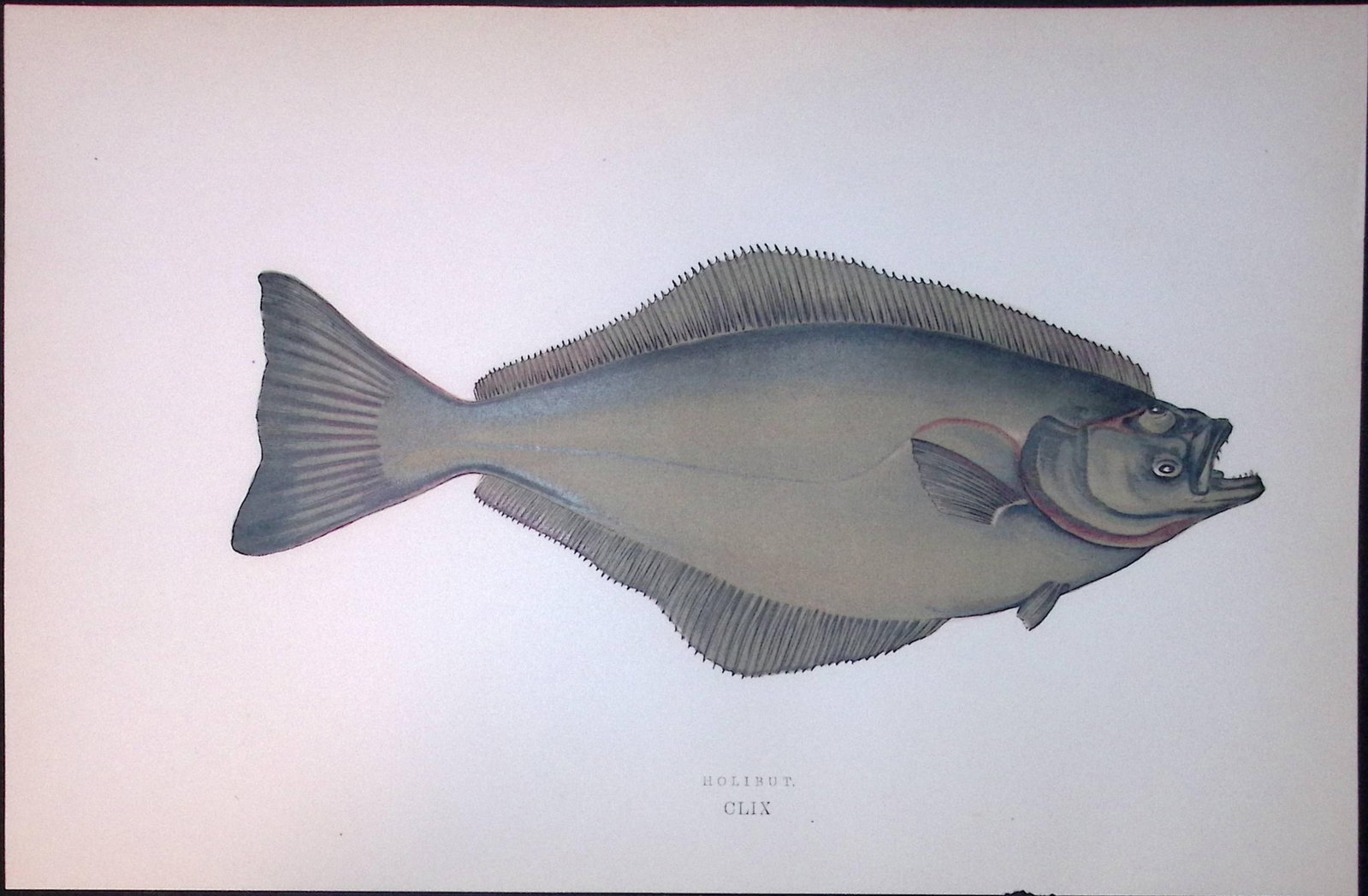 Holibut Fish Scarce Antique 1877 J. Couch Woodblock Engraving-166: Title: Holibut Fish Scarce Antique 1877 J. Couch Woodblock Engraving-166 Description: This Antique Original Coloured Woodblock Engraving Was Removed from An Edition of. History of The Fishes of