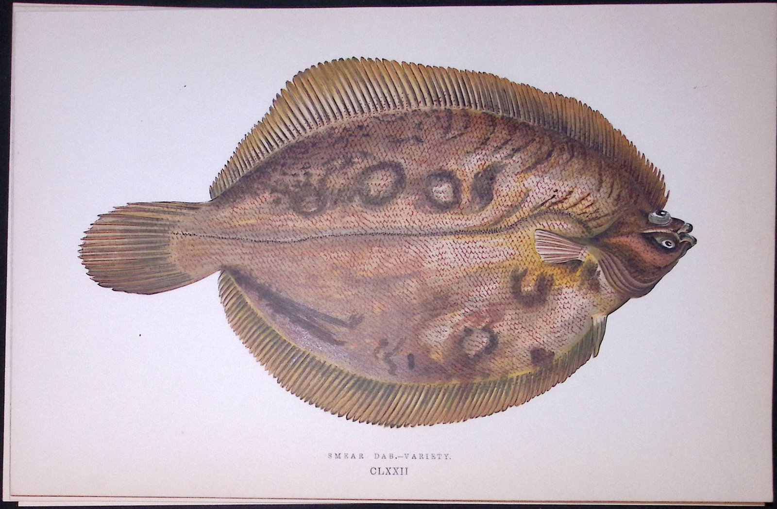 Smear Dab Variety Fish Scarce Antique 1877 J. Couch Woodblock Engraving-175: Title: Smear Dab Variety Fish Scarce Antique 1877 J. Couch Woodblock Engraving-175 Description: This Antique Original Coloured Woodblock Engraving Was Removed from An Edition of. History of The