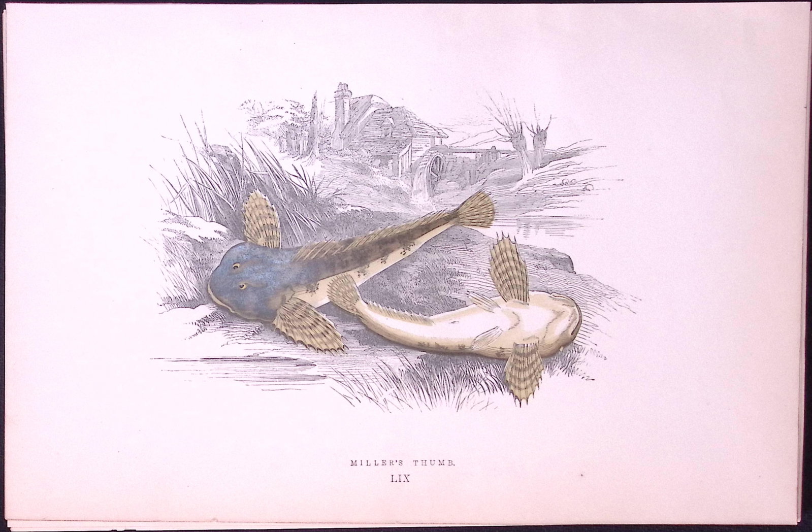 Millers-Thumb Fish Scarce Antique 1877 J. Couch Woodblock Engraving-204: Title: Millers-Thumb Fish Scarce Antique 1877 J. Couch Woodblock Engraving-204 Description: This Antique Original Coloured Woodblock Engraving Was Removed from An Edition of. History of Th