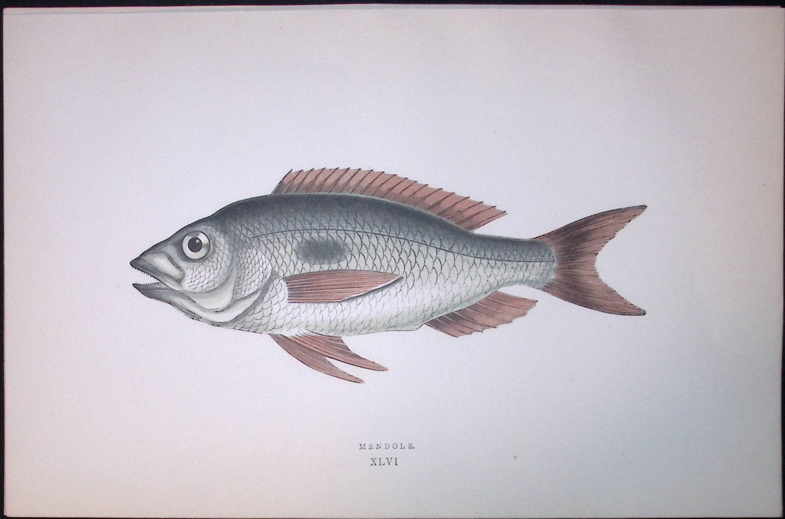 Mendole Ray Fish Scarce Antique 1877 J. Couch Woodblock Engraving-191: Title: Mendole Ray Fish Scarce Antique 1877 J. Couch Woodblock Engraving-191 Description: This Antique Original Coloured Woodblock Engraving Was Removed from An Edition of. History of The Fishes of