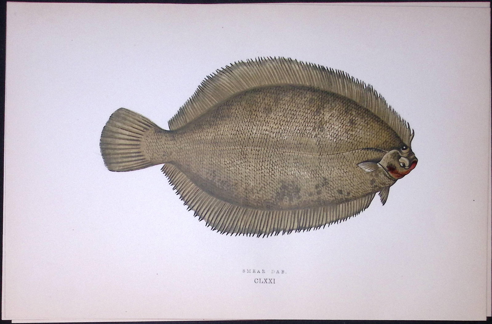 Smear Dab Fish Scarce Antique 1877 J. Couch Woodblock Engraving-174: Title: Smear Dab Fish Scarce Antique 1877 J. Couch Woodblock Engraving-174 Description: This Antique Original Coloured Woodblock Engraving Was Removed from An Edition of. History of The Fishes of The