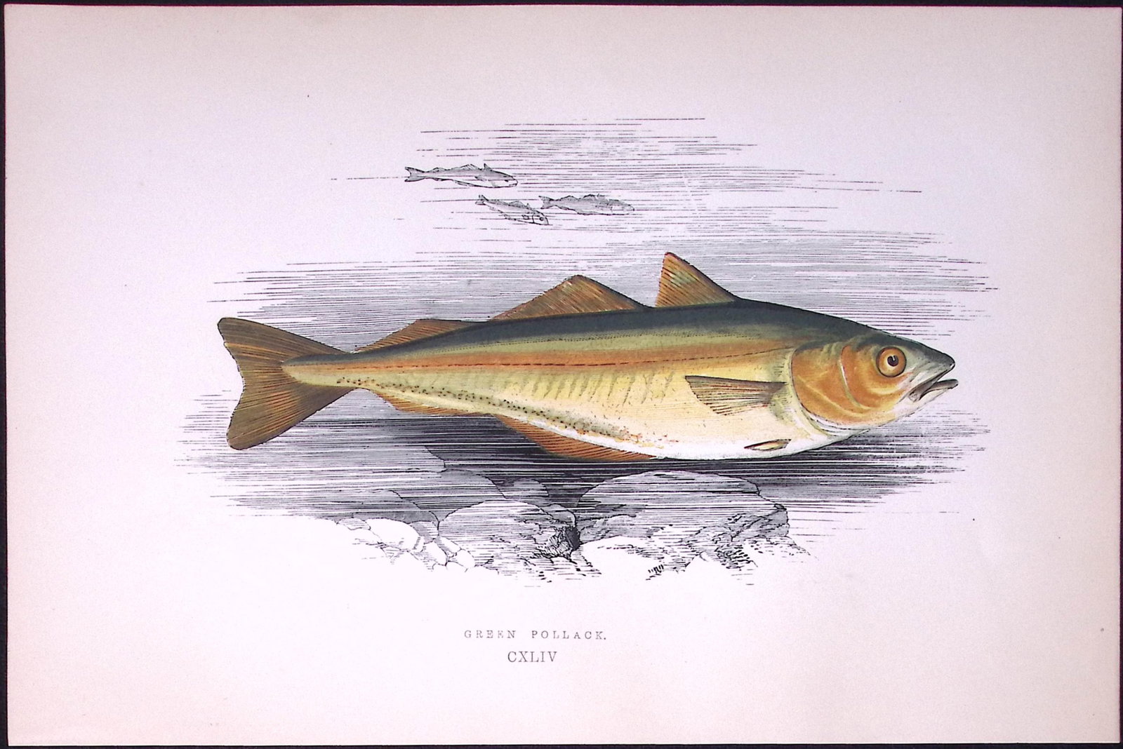 Green Pollack Fish Antique 1877 J. Couch Woodblock Engraving-82.: Title: Green Pollack Fish Antique 1877 J. Couch Woodblock Engraving-82. Description: This Antique Original Coloured Woodblock Engraving Was Removed from An Edition of. History of The Fishes of The
