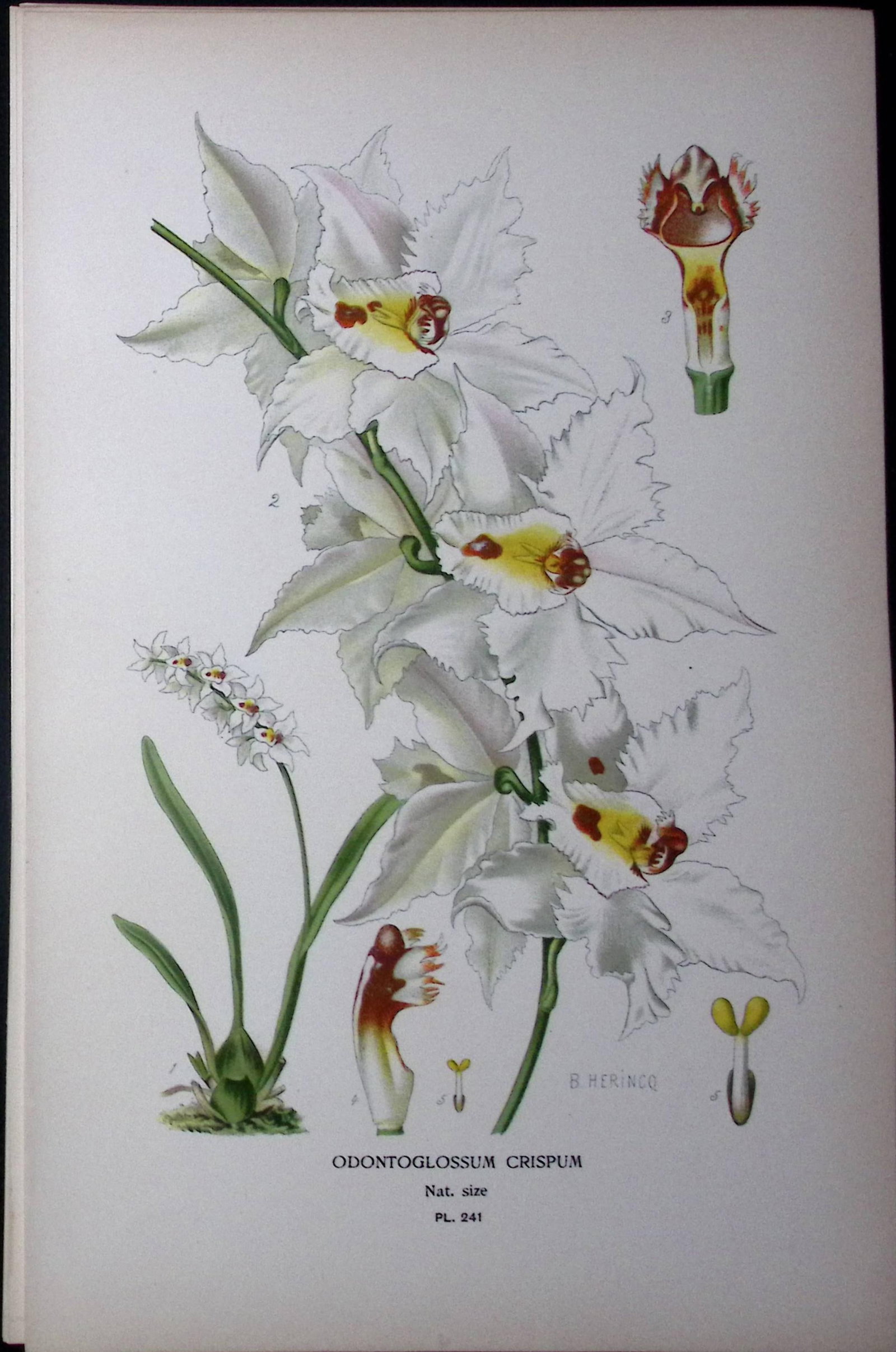 The Lace Orchid Edward Step Rare Antique Botanical Book Plate-241: Title: The Lace Orchid Edward Step Rare Antique Botanical Book Plate-241 Description: This Rare Beautiful Chromolithograph Was Removed from a Circa 1897 Antique Edition of. The Favourite F