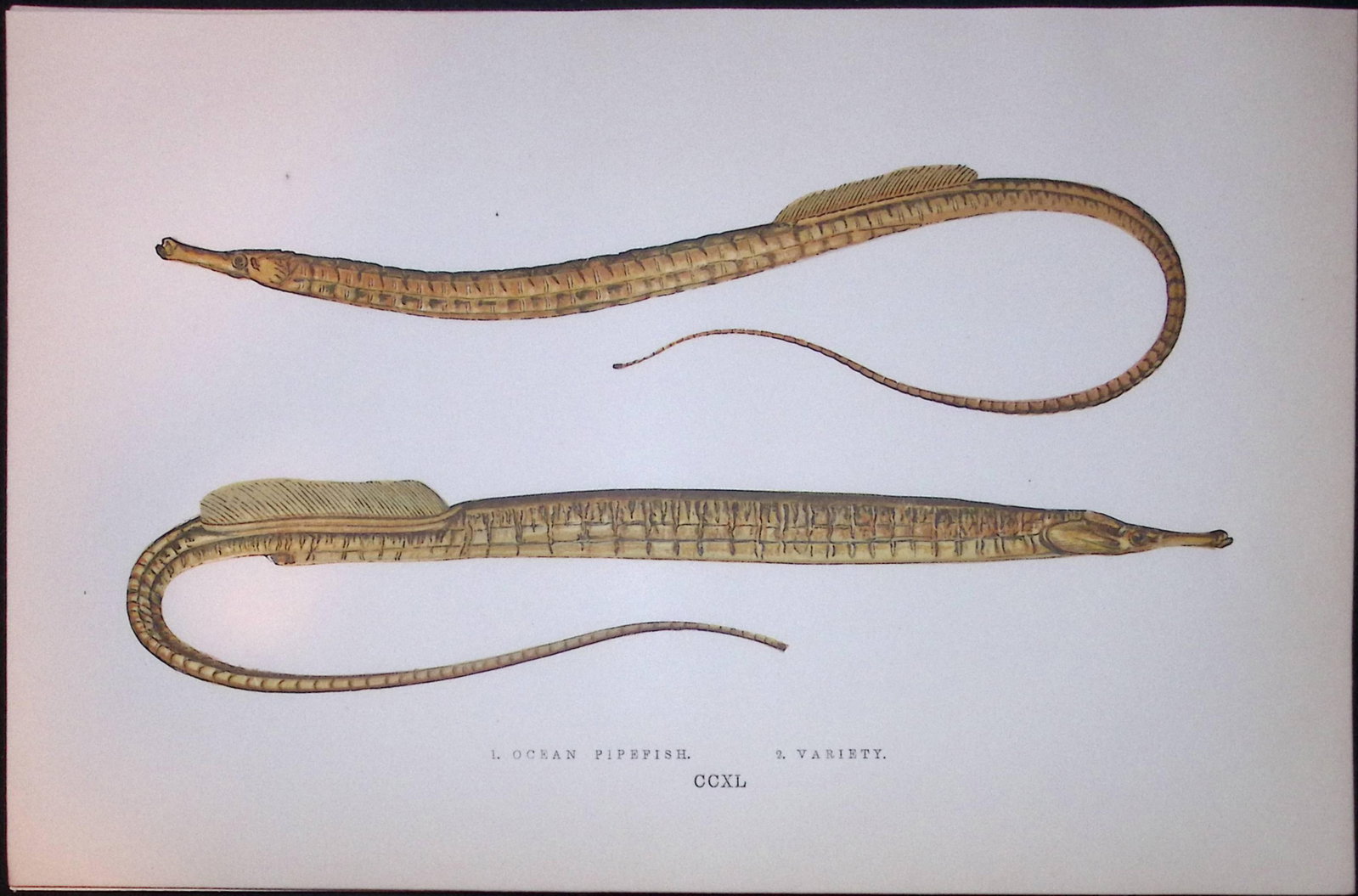 Ocean & Variety Pipefish Scarce Antique 1877 J. Couch Woodblock Engraving-150: Title: Ocean & Variety Pipefish Scarce Antique 1877 J. Couch Woodblock Engraving-150 Description: This Antique Original Coloured Woodblock Engraving Was Removed from An Edition of. History of The