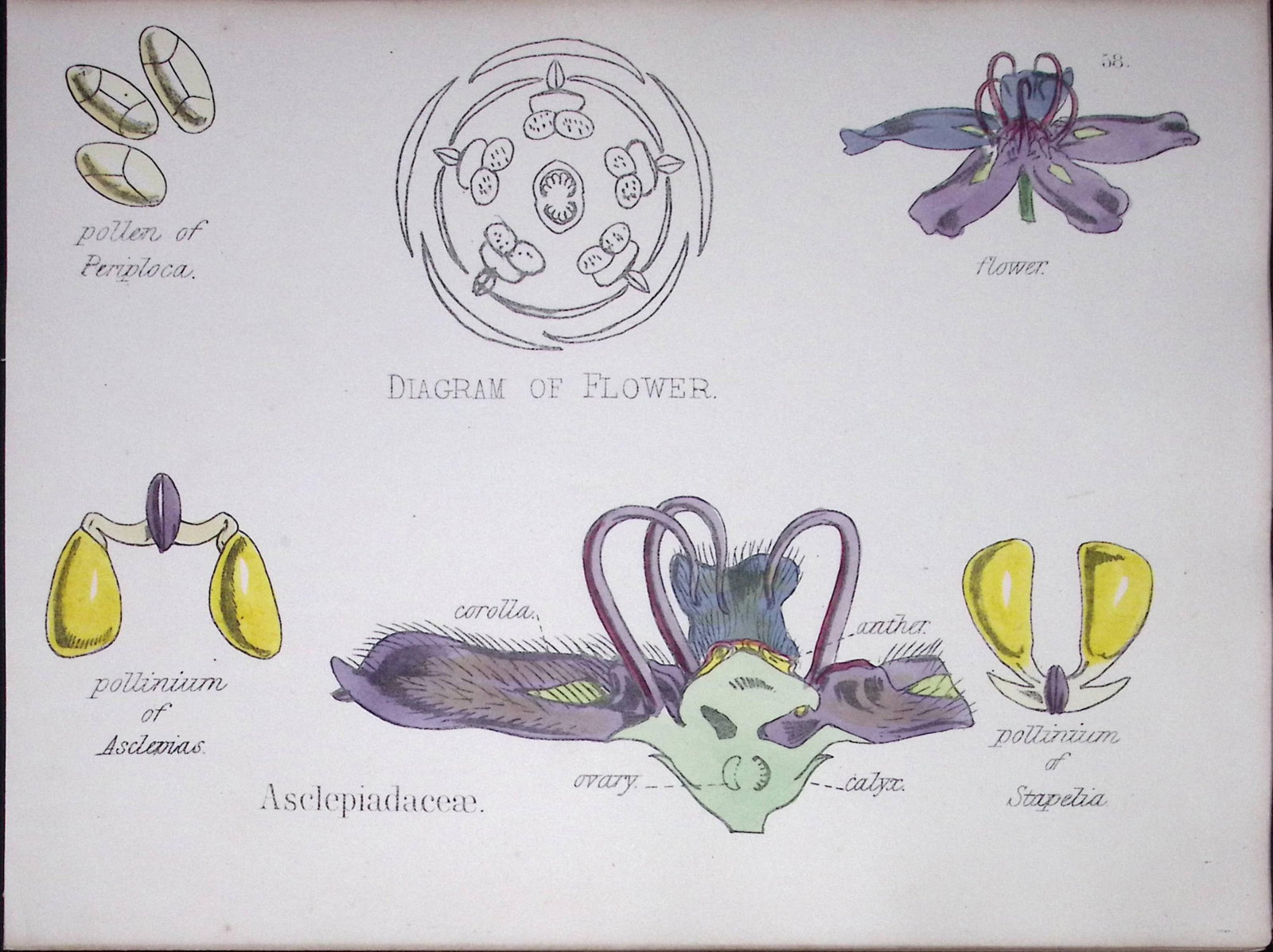 Milkweeds Botanical Flower Diagram Rare Antique First Edition Illustration-58: Title: Milkweeds Botanical Flower Diagram Rare Antique First Edition Illustration-58 Description: 150 Years-Old First Edition Hand-Coloured First Edition illustration by W. H. Fitch with Supp