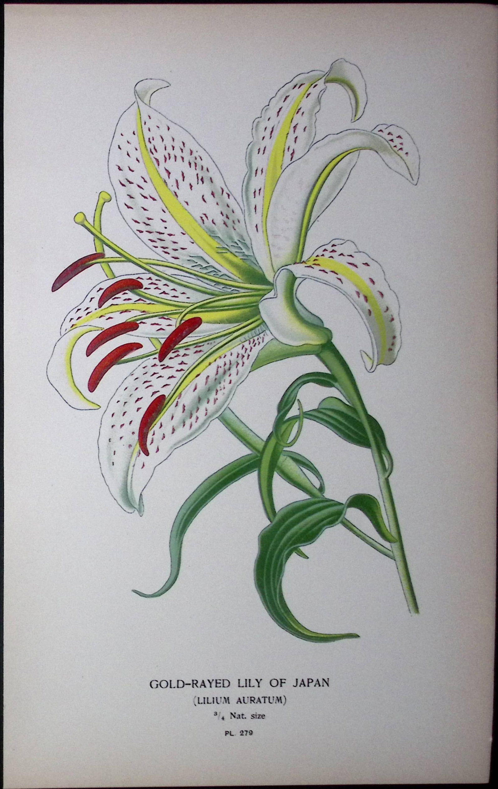Cold-Rayed Lily of Japan Edward Step Rare Antique Botanical Book Plate-279: Title: Cold-Rayed Lily of Japan Edward Step Rare Antique Botanical Book Plate-279 Description: This Rare Beautiful Chromolithograph Was Removed from a Circa 1897 Antique Edition of. The Favourite