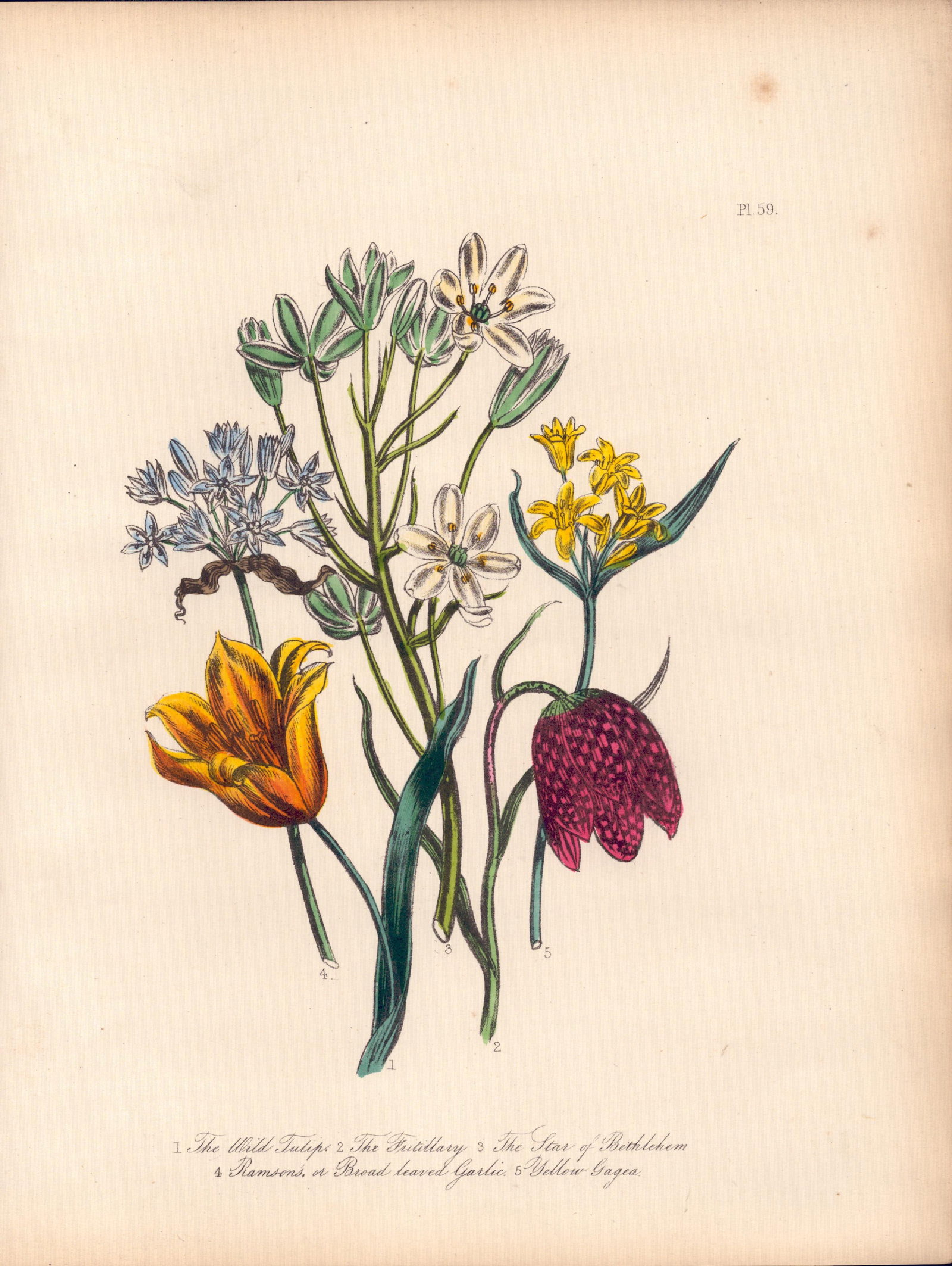 Rare 165-Yr-Old Antique Wildflower Gilt-Edged Illustration Jane Webb Loudon -59.: Title: Rare 165-Yr-Old Antique Wildflower Gilt-Edged Illustration Jane Webb Loudon -59. Description: Rare 165-Yr-Old Antique Wildflower Gilt-Edged Illustration Jane Webb Loudon -59. With Original