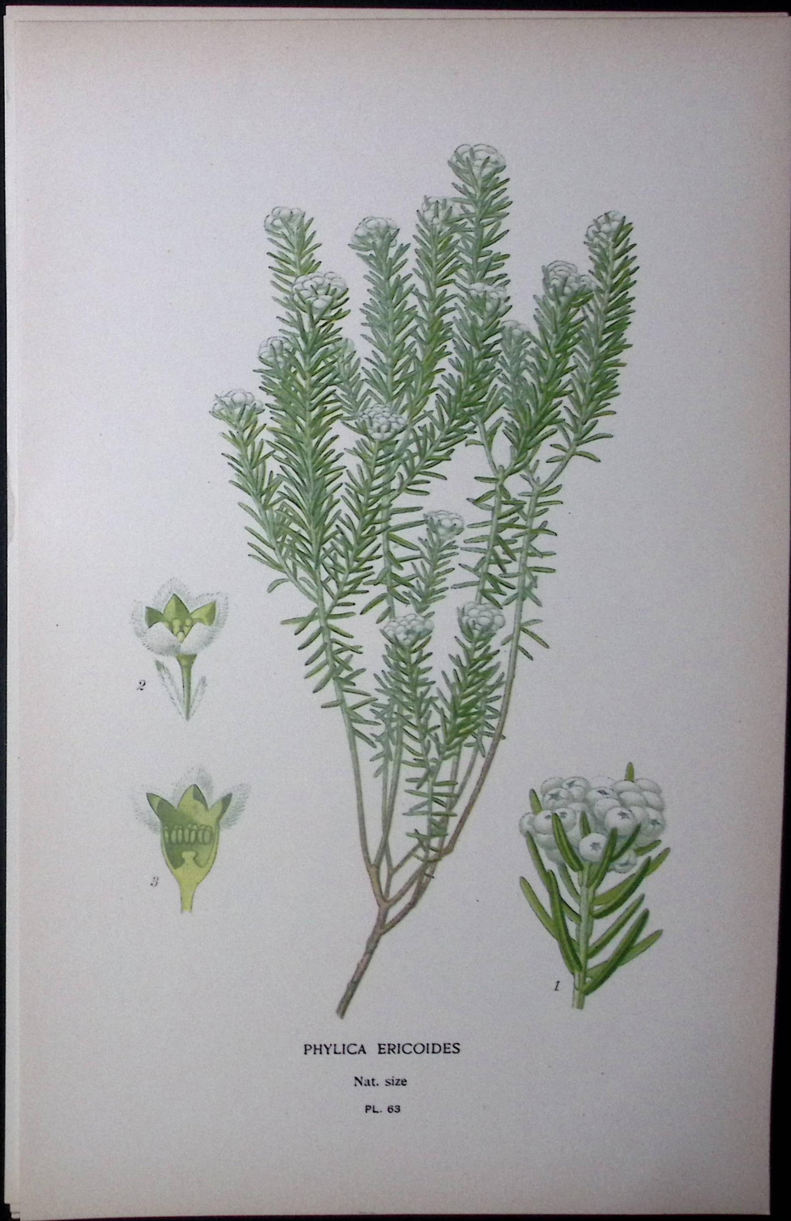 Phylica Epicoides Edward Step Rare Antique Botanical Book Plate-63: Title: Phylica Epicoides Edward Step Rare Antique Botanical Book Plate-63 Description: This Rare Beautiful Chromolithograph Was Removed from a Circa 1897 Antique Edition of. The Favourite Flowe