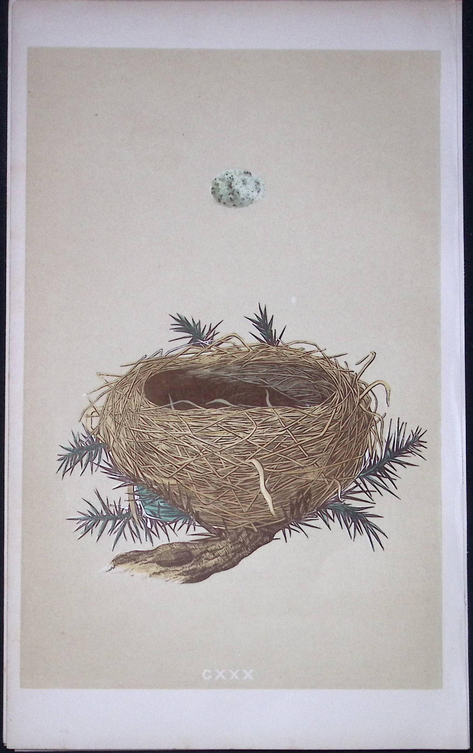 Rev Morris Dartford Warbler Bird Nest & Egg Antique Woodblock Engraving-77: Title: Rev Morris Dartford Warbler Bird Nest & Egg Antique Woodblock Engraving-77 Description: This Original Antique Colour Engraved Plate Was Removed from a First Edition of. The Rev FO Morris