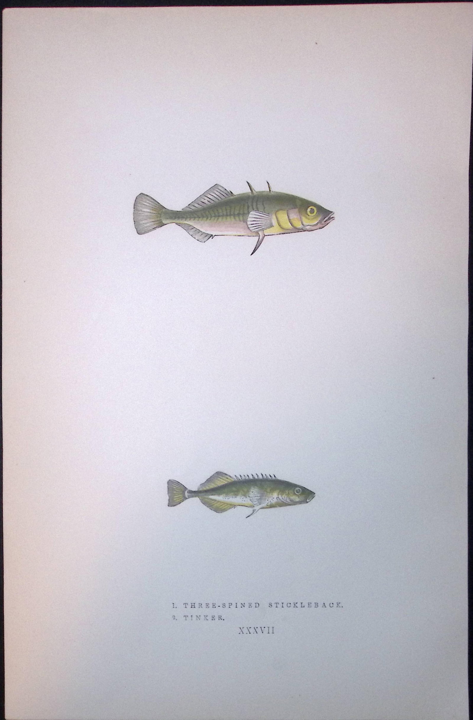 3 Spined Stickleback Fish Scarce Antique 1877 J. Couch Woodblock Engraving-186: Title: 3 Spined Stickleback Fish Scarce Antique 1877 J. Couch Woodblock Engraving-186 Description: This Antique Original Coloured Woodblock Engraving Was Removed from An Edition of. History of