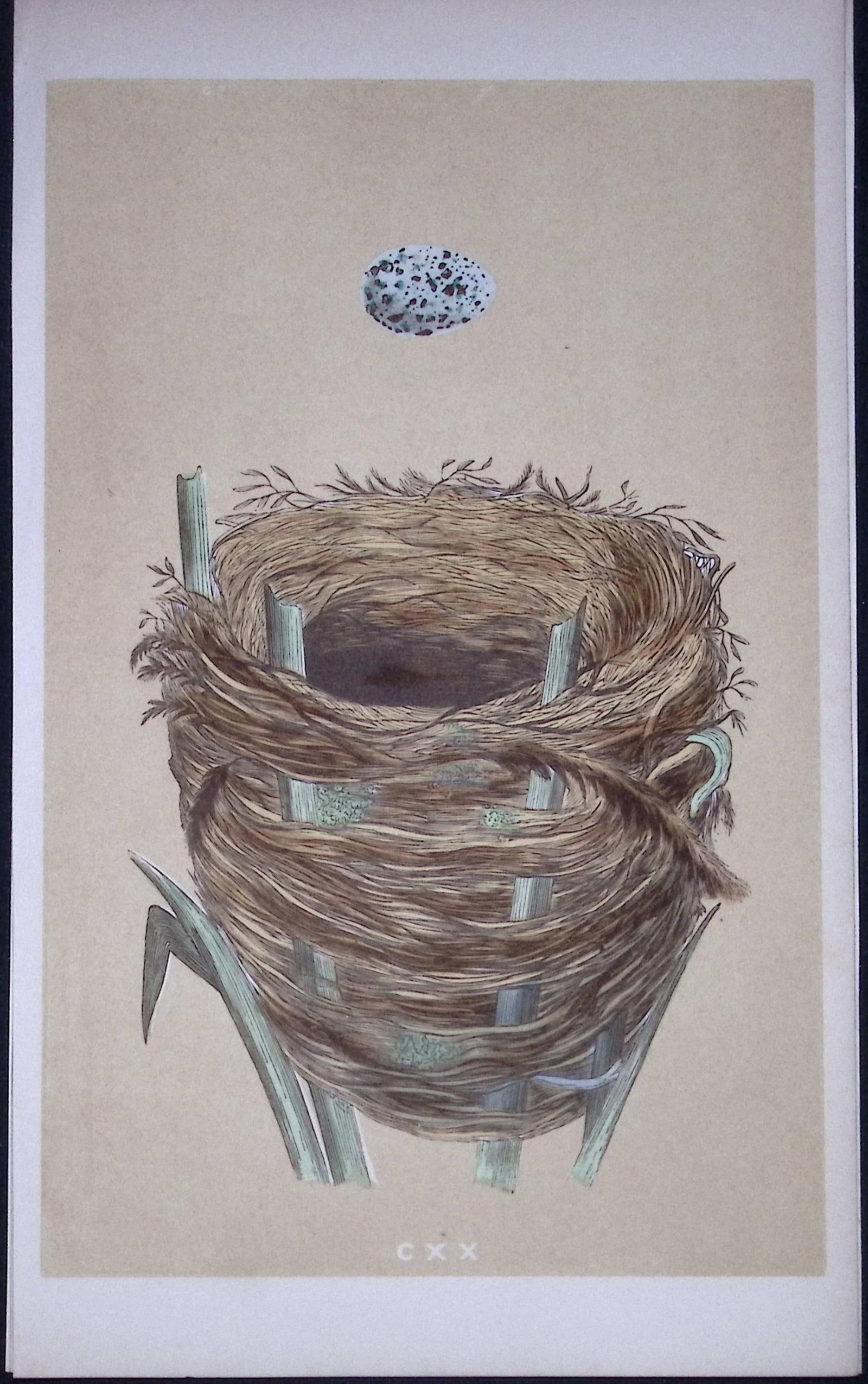Rev Morris Sedge Warbler Bird Nest & Egg Antique Woodblock Engraving-62: Title: Rev Morris Sedge Warbler Bird Nest & Egg Antique Woodblock Engraving-62 Description: This Original Antique Colour Engraved Plate Was Removed from a First Edition of. The Rev FO Morris