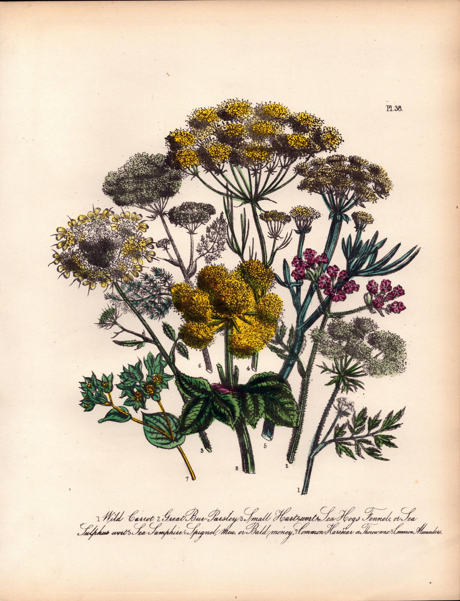 Rare 165-Yr-Old Antique Wildflower Gilt-Edged Illustration Jane Webb Loudon-38.: Title: Rare 165-Yr-Old Antique Wildflower Gilt-Edged Illustration Jane Webb Loudon-38. Description: Rare 165-Yr-Old Antique Wildflower Gilt-Edged Illustration Jane Webb Loudon-38. With Original