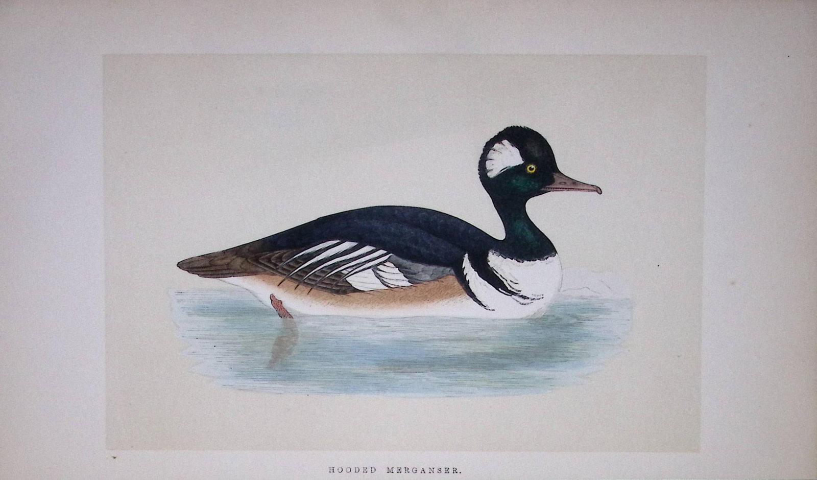 Hooded Merganser Bird- Rev Morris First Edition Antique Woodblock Engraving-100: Title: Hooded Merganser Bird- Rev Morris First Edition Antique Woodblock Engraving-100 Description: Hooded Merganser Bird- Rev Morris First Edition Antique Woodblock Engraving-100 This Chromoli