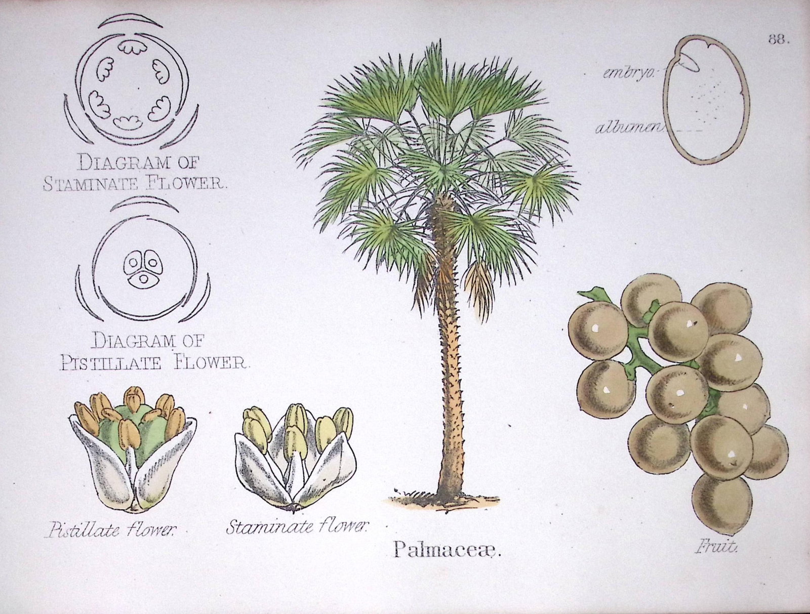 Palm Tree Botanical Flower Diagram Rare Antique First Edition Illustration-88: Title: Palm Tree Botanical Flower Diagram Rare Antique First Edition Illustration-88 Description: 150 Years-Old First Edition Hand-Coloured First Edition illustration by W. H. Fitch with Supp