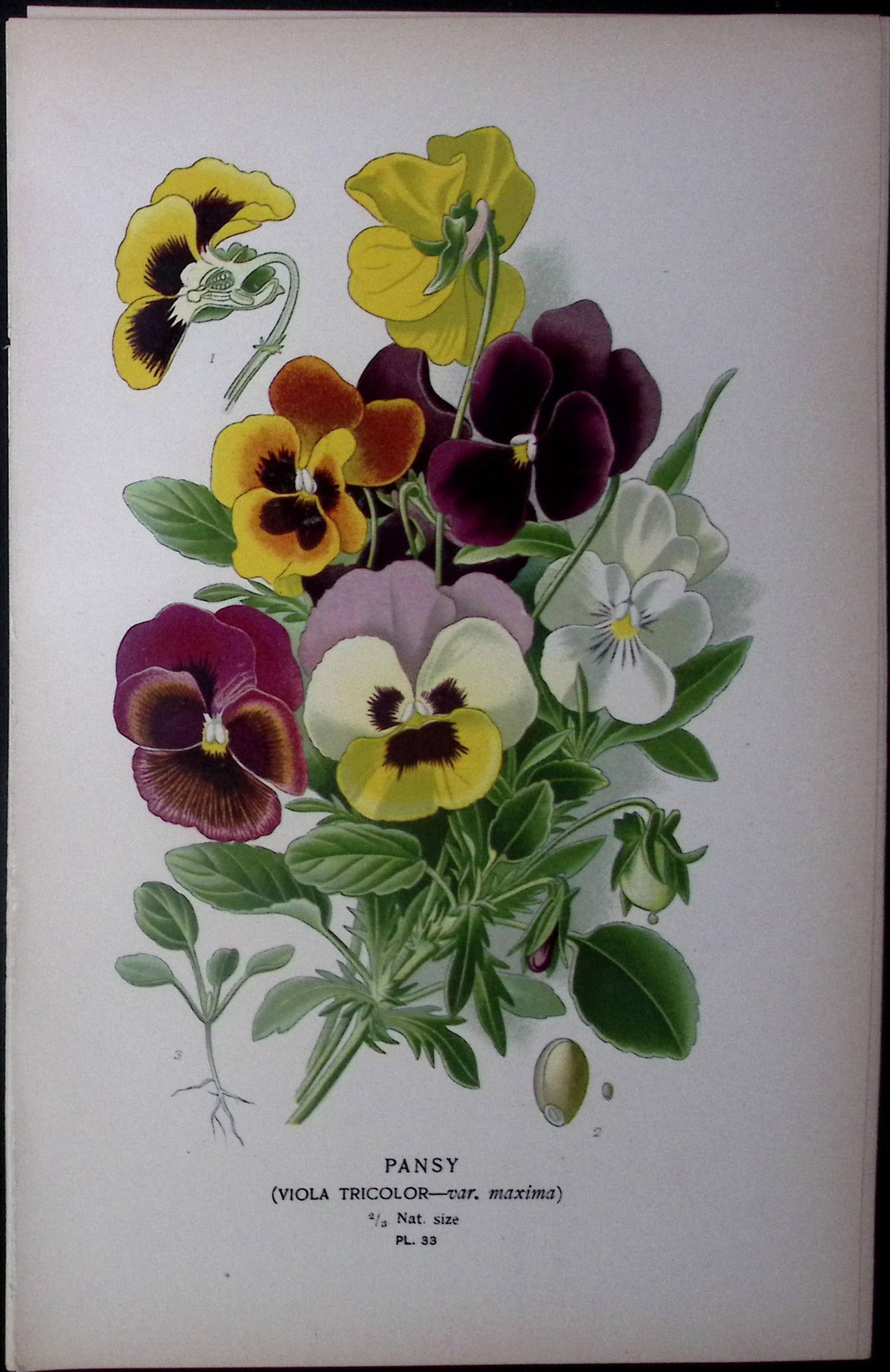 Pansy Flower Edward Step Rare Antique Botanical Book Plate-33: Title: Pansy Flower Edward Step Rare Antique Botanical Book Plate-33 Description: This Rare Beautiful Chromolithograph Was Removed from a Circa 1897 Antique Edition of. The Favourite Flowers of