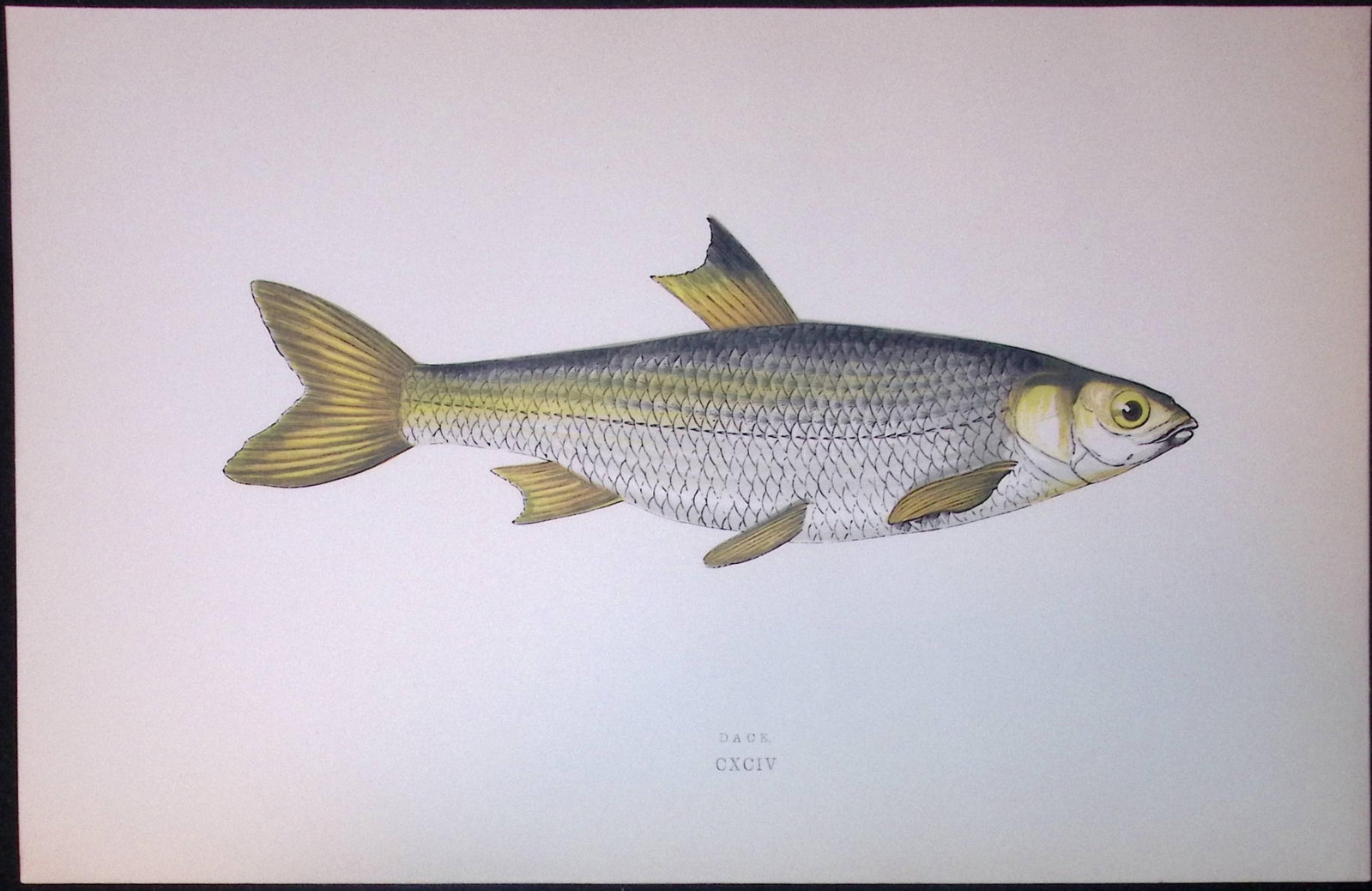 Dace Fish Scarce Antique 1877 J. Couch Woodblock Engraving-130: Title: Dace Fish Scarce Antique 1877 J. Couch Woodblock Engraving-130 Description: This Antique Original Coloured Woodblock Engraving Was Removed from An Edition of. History of The Fishes of The