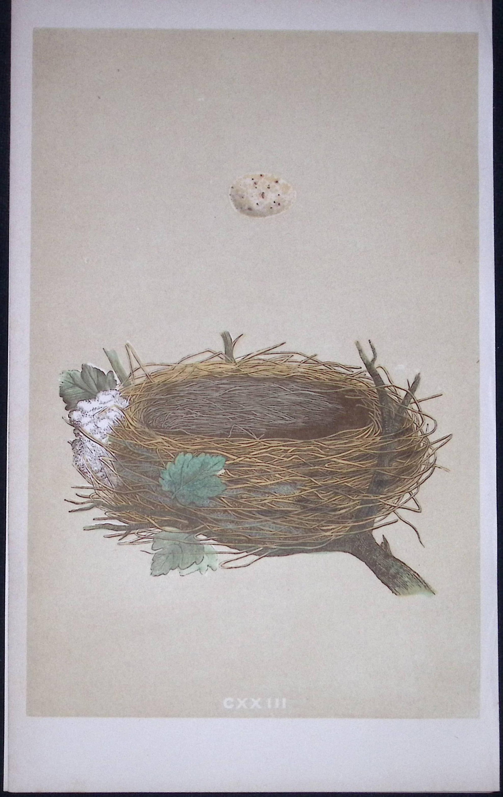 Rev Morris Garden Warbler Bird Nest & Egg Antique Woodblock Engraving-61: Title: Rev Morris Garden Warbler Bird Nest & Egg Antique Woodblock Engraving-61 Description: This Original Antique Colour Engraved Plate Was Removed from a First Edition of. The Rev FO Morris