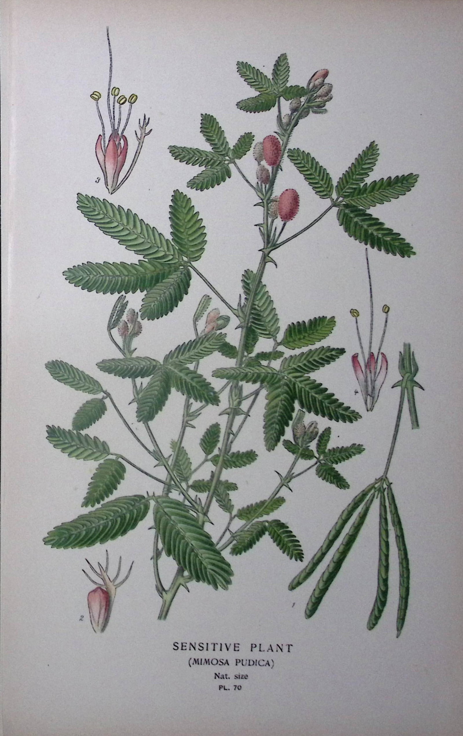 Sensitive Plant Edward Step Rare Antique Botanical Book Plate-70: Title: Sensitive Plant Edward Step Rare Antique Botanical Book Plate-70 Description: This Rare Beautiful Chromolithograph Was Removed from a Circa 1897 Antique Edition of. The Favourite Flowers