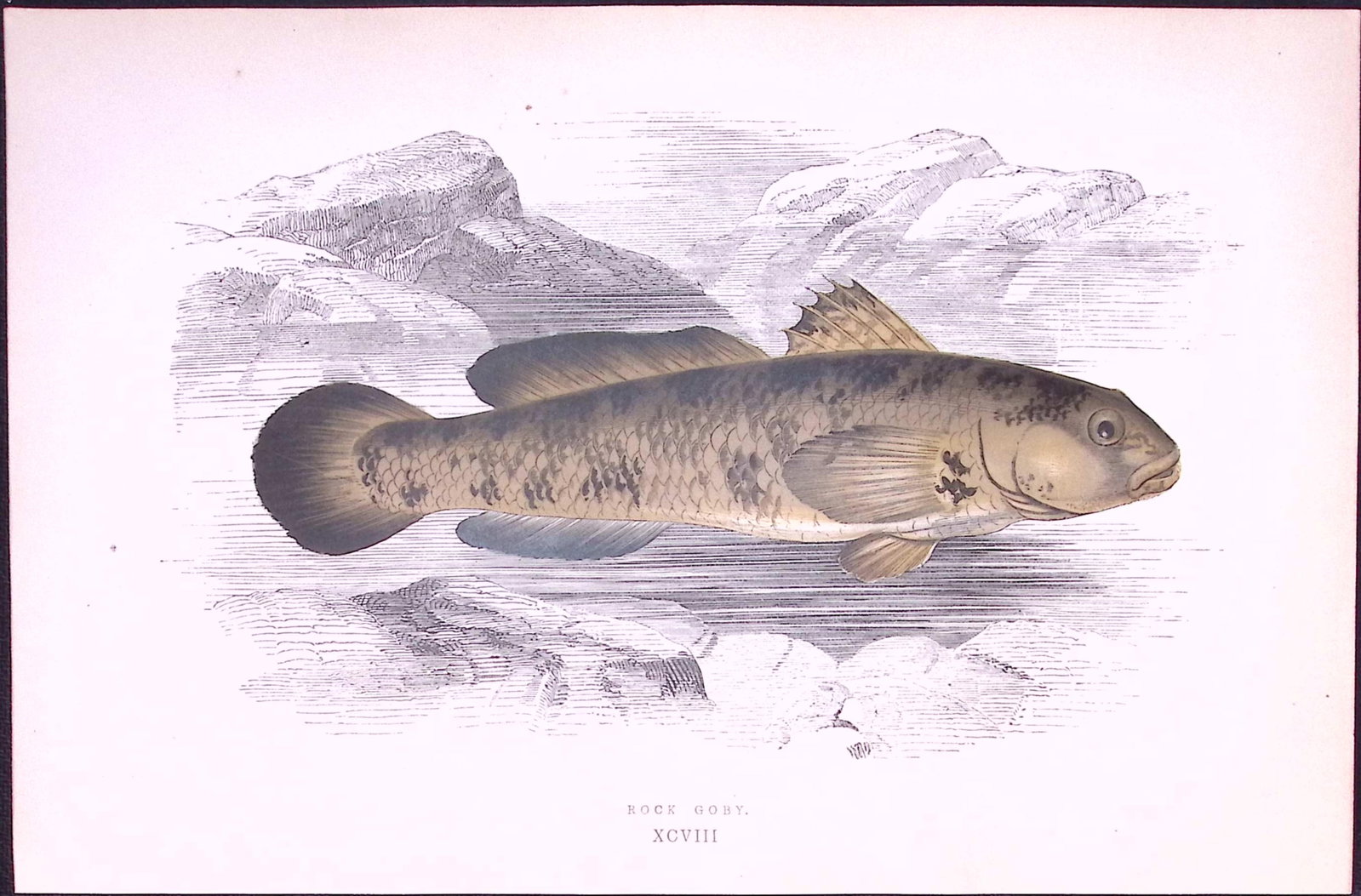 Rock Goby Fish Scarce Antique 1877 J. Couch Woodblock Engraving-231: Title: Rock Goby Fish Scarce Antique 1877 J. Couch Woodblock Engraving-231 Description: This Antique Original Coloured Woodblock Engraving Was Removed from An Edition of. History of The Fi