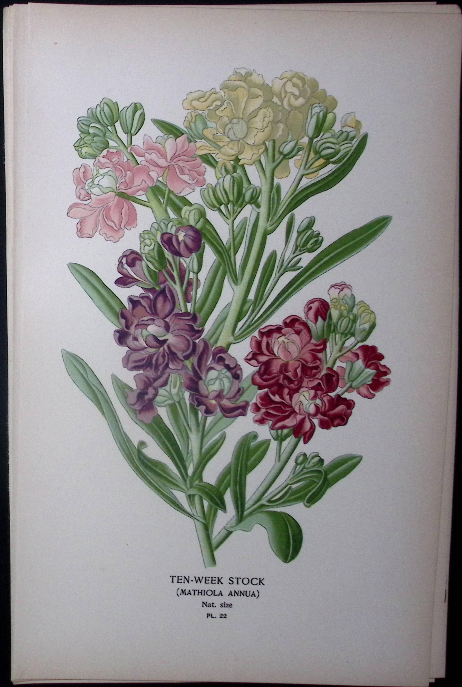Ten -Week Stock Edward Step Rare Antique Botanical Book Plate-22: Title: Ten -Week Stock Edward Step Rare Antique Botanical Book Plate-22 Description: This Rare Beautiful Chromolithograph Was Removed from a Circa 1897 Antique Edition of. The Favourite Flowers