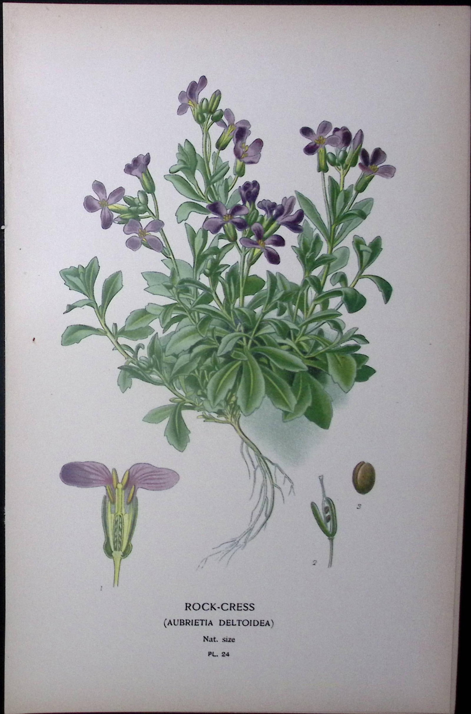 Rock-Cress Edward Step Rare Antique Botanical Book Plate-24: Title: Rock-Cress Edward Step Rare Antique Botanical Book Plate-24 Description: This Rare Beautiful Chromolithograph Was Removed from a Circa 1897 Antique Edition of. The Favourite Flowers of G