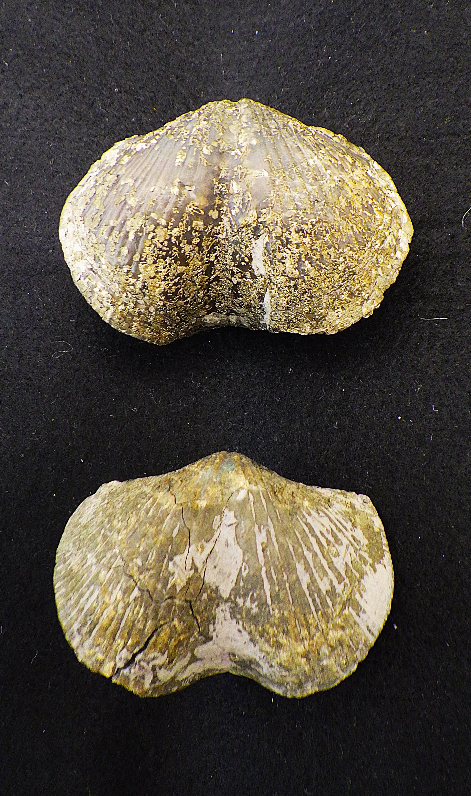 Two pyritised fossil Brachiopods 350 m.y.o. from USA: Title: Two pyritised fossil Brachiopods 350 m.y.o. from USA Description: Two rare fossil pyritised Brachiopods Spirifer sp. of Carboniferous, Tournaisian age (358.9–346.7 Million years ago)
