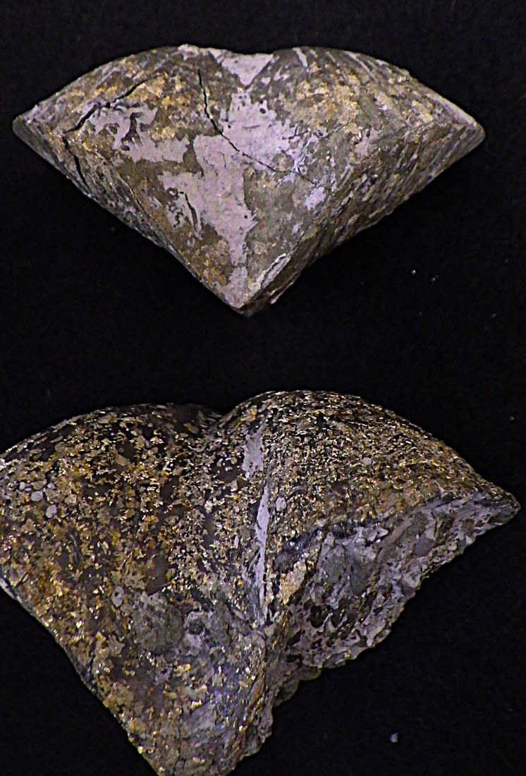 Two pyritised fossil Brachiopods 350 m.y.o. from USA - 2
