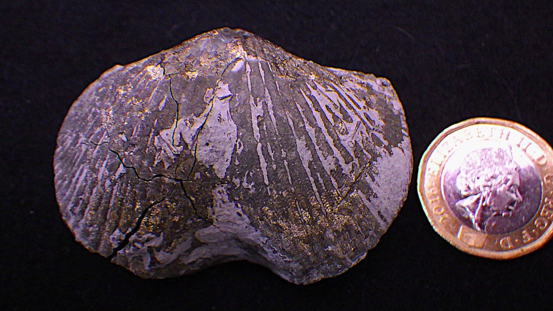 Two pyritised fossil Brachiopods 350 m.y.o. from USA - 3