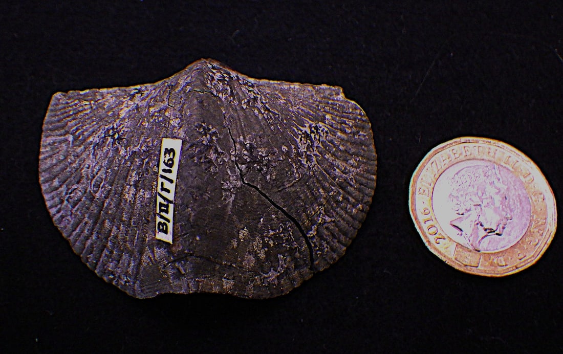 Two pyritised fossil Brachiopods 350 m.y.o. from USA - 4