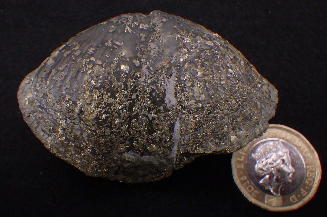Two pyritised fossil Brachiopods 350 m.y.o. from USA - 5