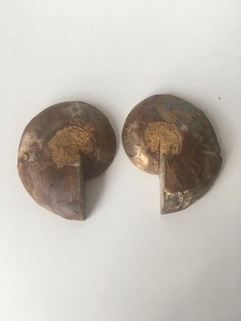 Fossil Shell, Ammonite (Perispimctes) Madagascan,9x4, Full Large, Polished, 200 Million Years: Title: Fossil Shell, Ammonite (Perispimctes) Madagascan,9x4, Full Large, Polished, 200 Million Years Description: Fossil Shell, Ammonite (PERISPIMCTES) Madagascan,9x4, Full LARGE, Polished, 200 m