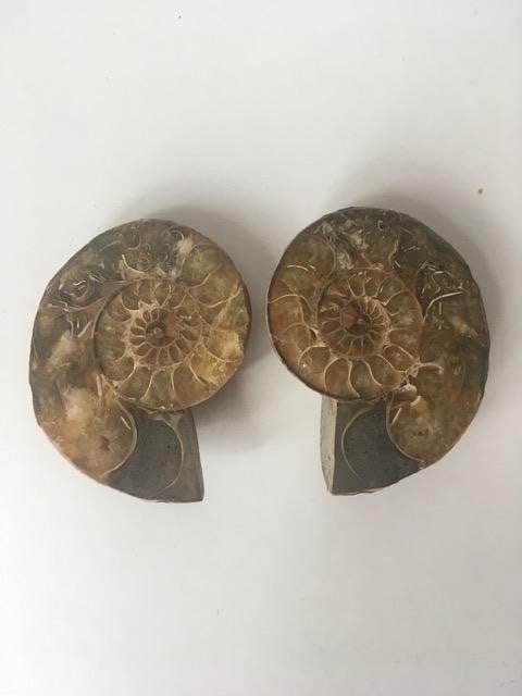 Fossil Shell, Ammonite (Perispimctes) Madagascan,9x4, Full Large, Polished, 200 Million Years - 2