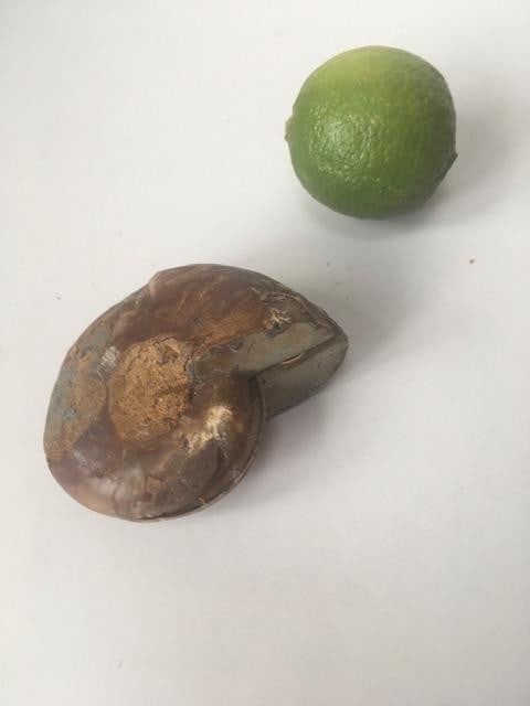 Fossil Shell, Ammonite (Perispimctes) Madagascan,9x4, Full Large, Polished, 200 Million Years - 3