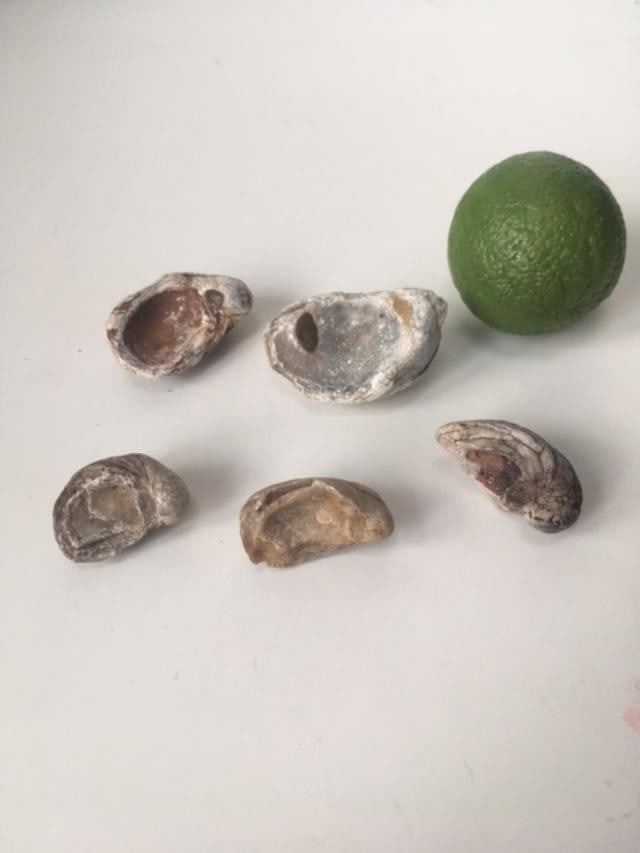Fossil Shell (Mussles Group) Jurassic, 1x½ British, Dorset, 200 Million Years - 2