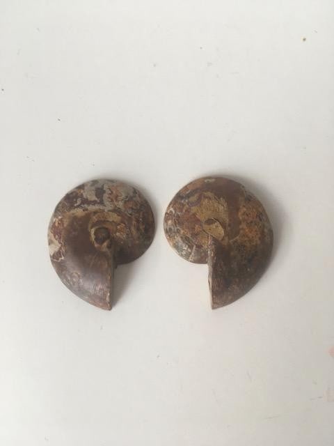 Fossil Shell, Ammonite (Perispimctes) Madagascan, 5 ½x2 ½ Full Medium, Polished, 200 Milli: Title: Fossil Shell, Ammonite (Perispimctes) Madagascan, 5 ½x2 ½ Full Medium, Polished, 200 Million Years Description: Fossil Shell, Ammonite (PERISPIMCTES) Madagascan, 5 ½x2 ½