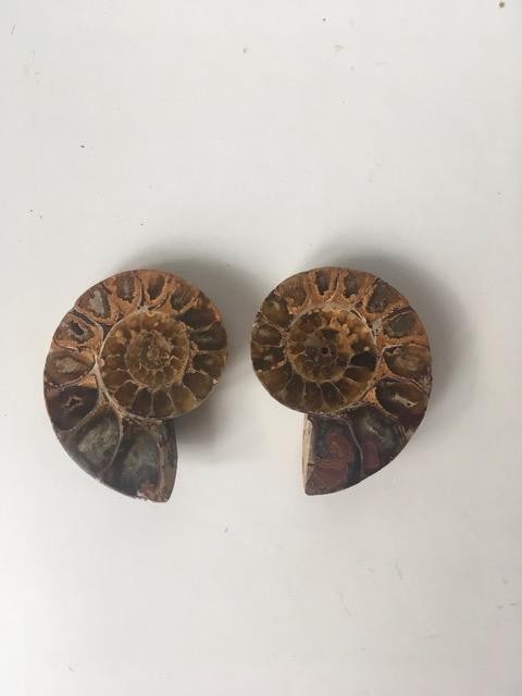 Fossil Shell, Ammonite (Perispimctes) Madagascan, 5 ½x2 ½ Full Medium, Polished, 200 Milli - 2