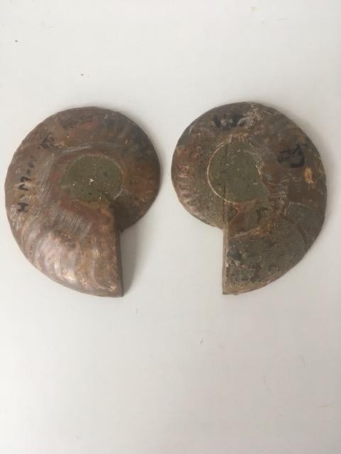 Fossil Shell, Ammonite (Perispimctes) Madagascan, 7x2, Full Medium, Polished, 200 Million Years: Title: Fossil Shell, Ammonite (Perispimctes) Madagascan, 7x2, Full Medium, Polished, 200 Million Years Description: Fossil Shell, Ammonite (PERISPIMCTES) Madagascan, 7x2, Full MEDIUM, Polished, 2