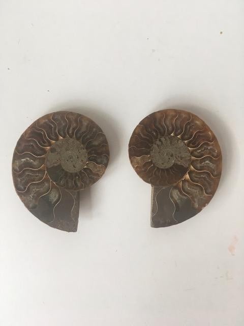 Fossil Shell, Ammonite (Perispimctes) Madagascan, 7x2, Full Medium, Polished, 200 Million Years - 2