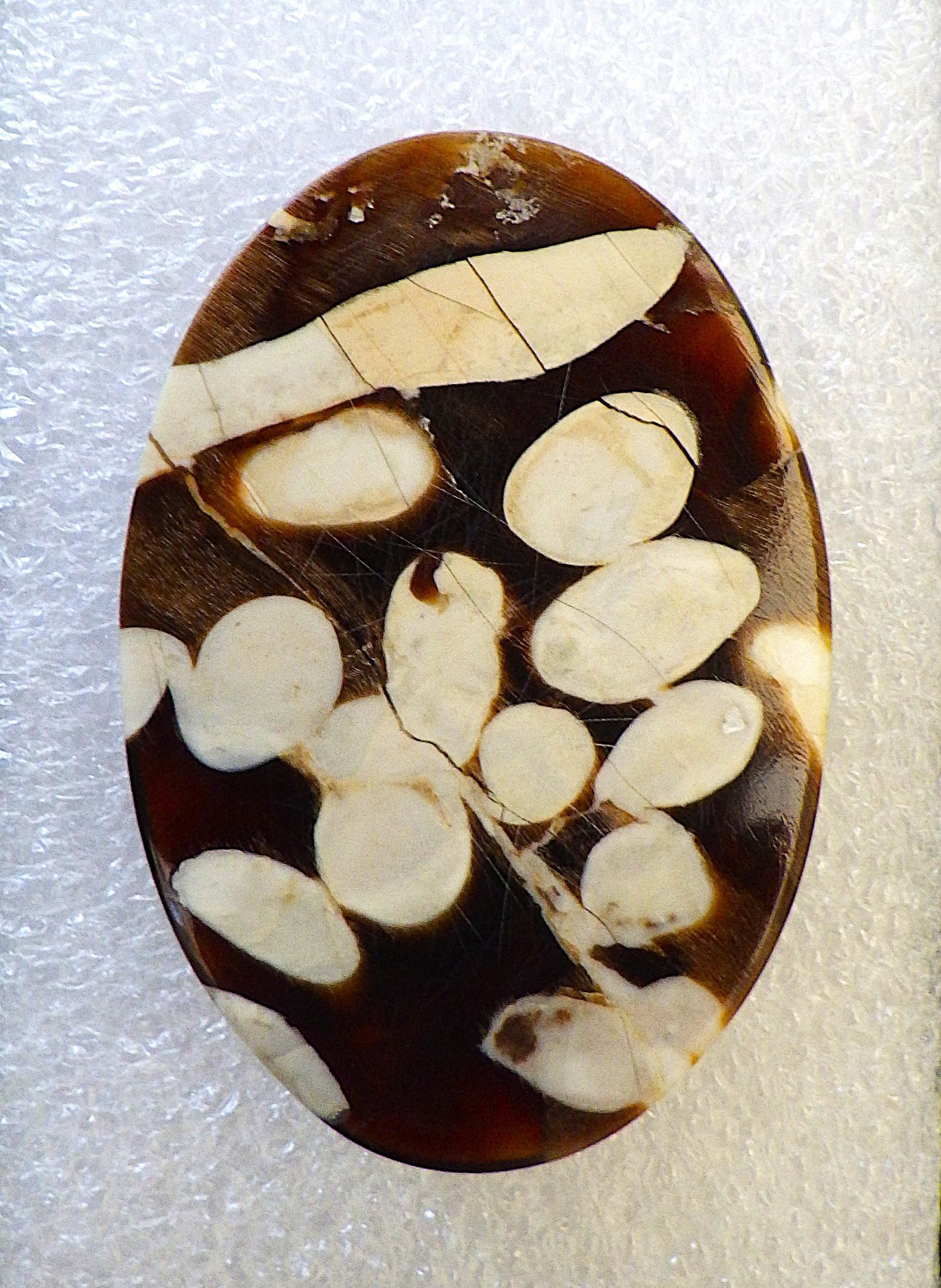 Large 62 carats fossil "peanut wood" cabochon - 2