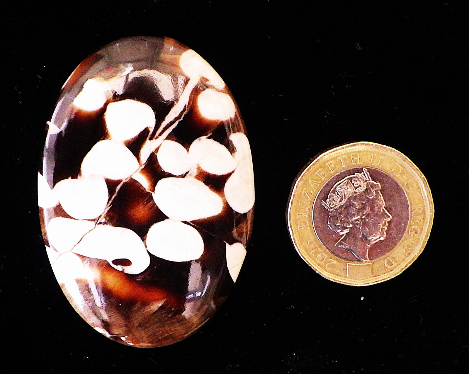 Large 62 carats fossil "peanut wood" cabochon - 3