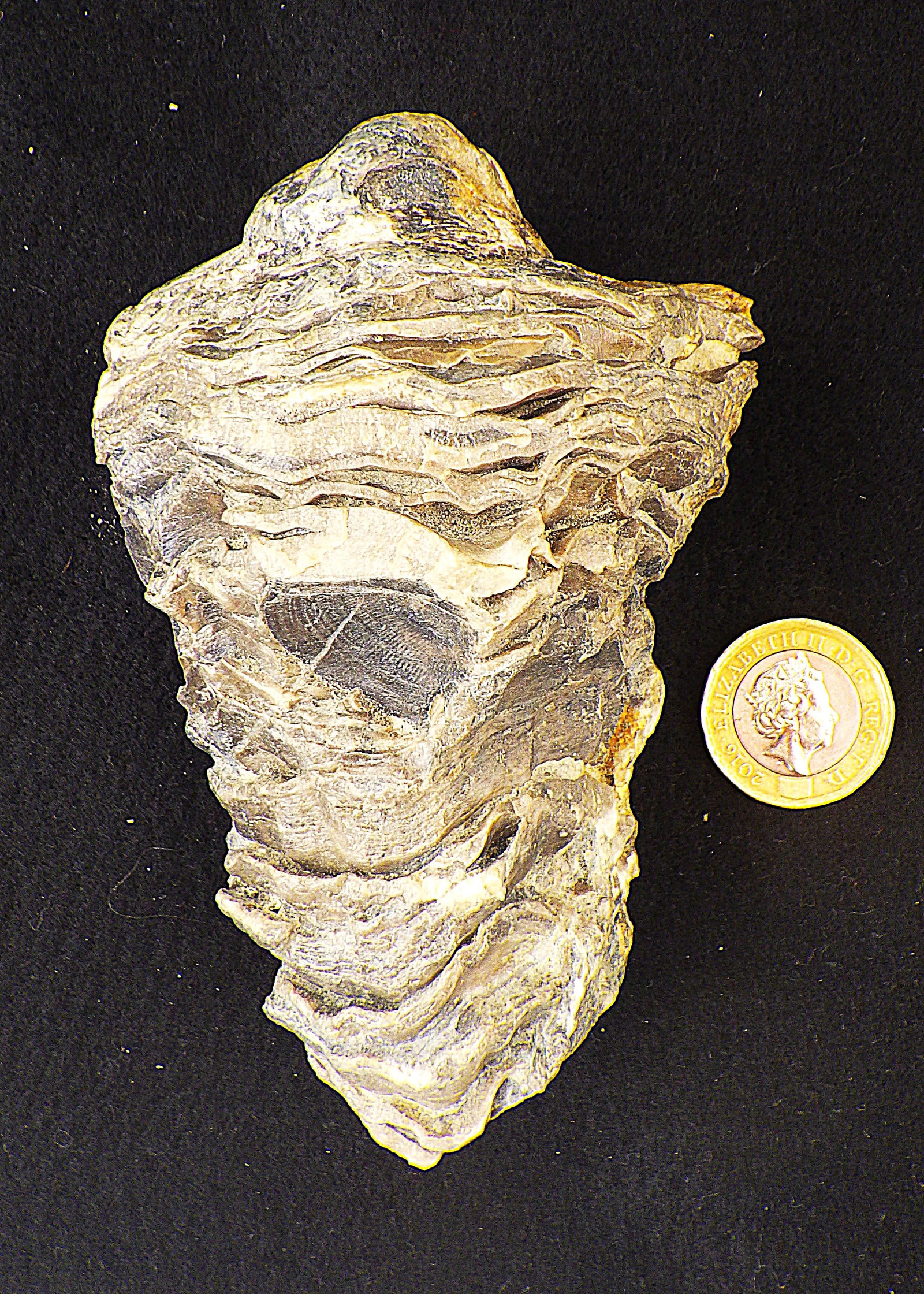 Fossil Rudist Radiolites from Greece 100 m.y.o.: Title: Fossil Rudist Radiolites from Greece 100 m.y.o. Description: A rare palaeontological find, a Radiolites sauvagesi (d’ Hombres-Firmas 1838) from the Parnassus Mountains of Central Greece.